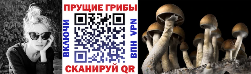 наркота  Николаевск  Галлюциногенные грибы мицелий 
